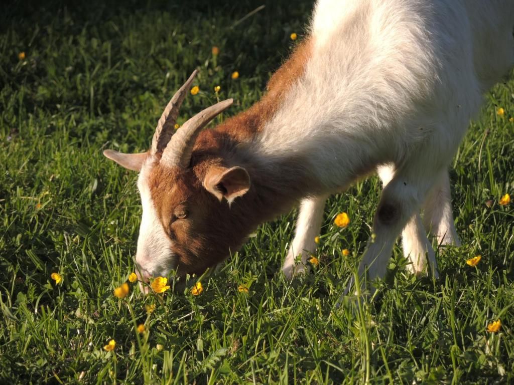 Ferienwohnung Dachsmühle - Natur und Tiere - Toll für Kinder und Wanderer
