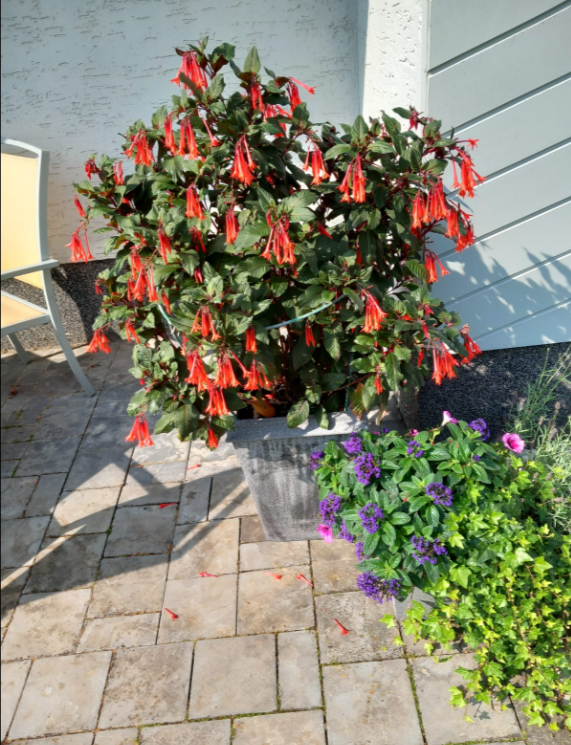 Ferienwohnung Klaus & Thea Tücks - Eifel