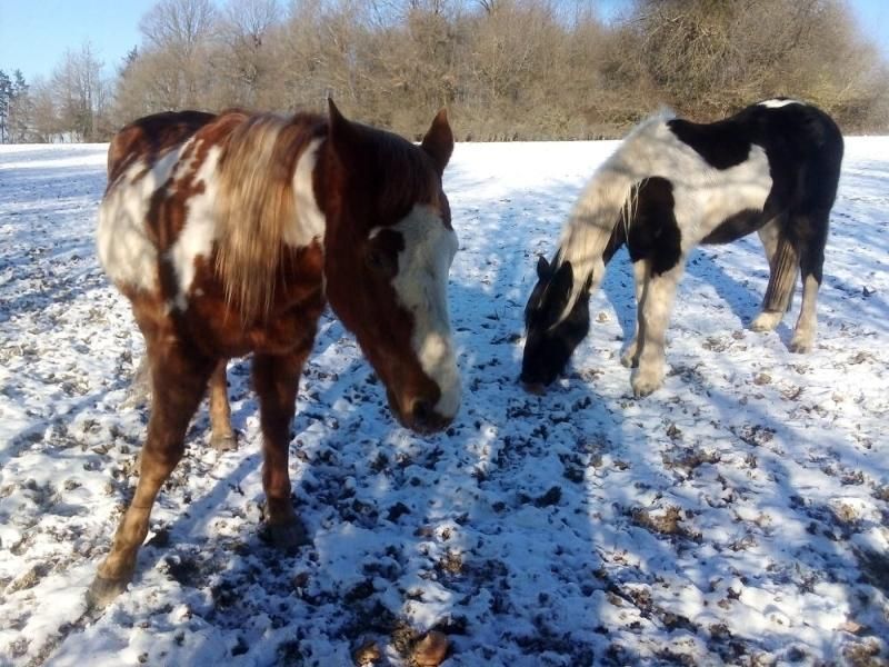 Steinäckerhof - Familienfreundlicher Bauernhof im Hunsrück
