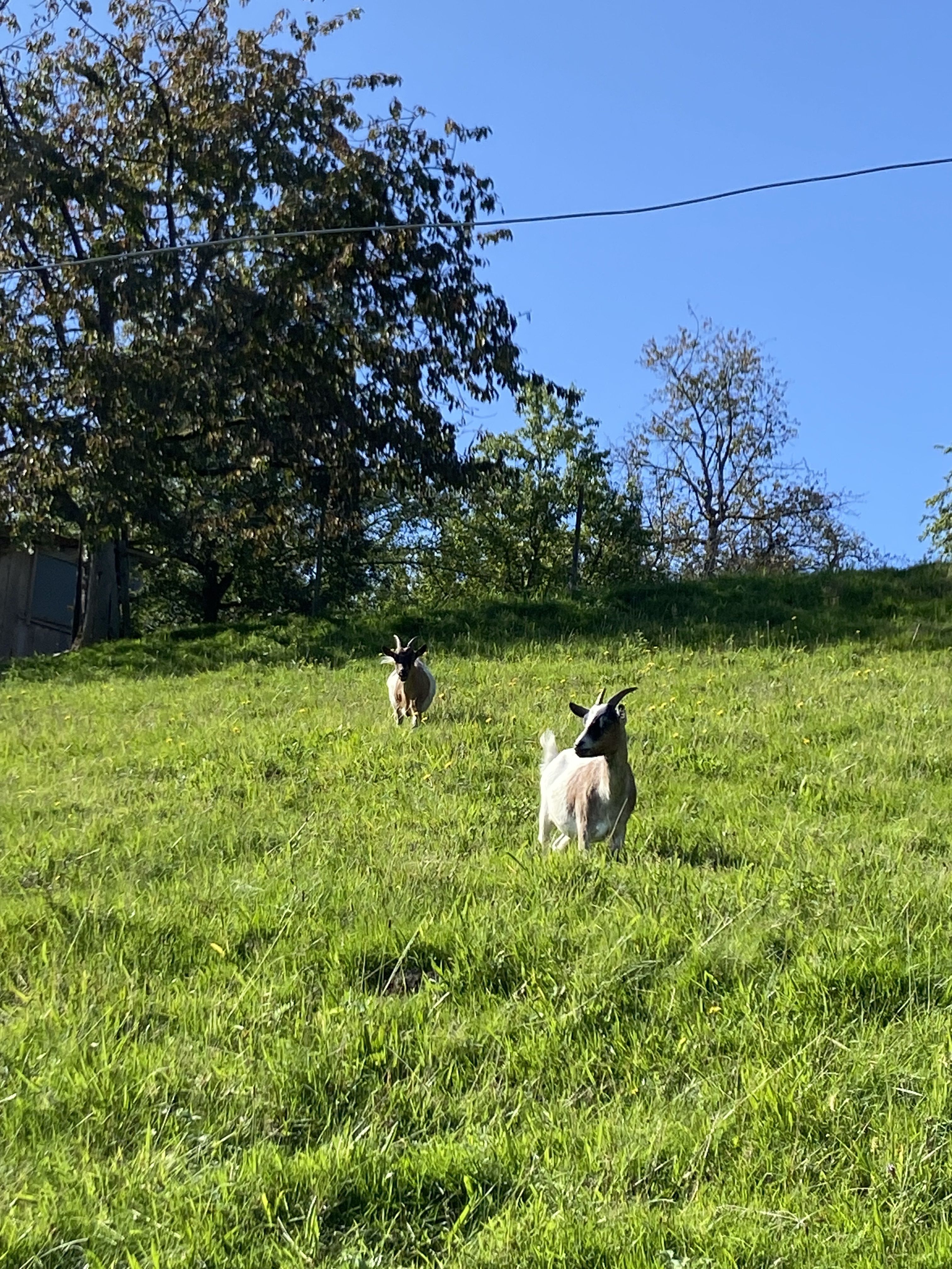 Ferienhof Brutoni Ferienwohnung Waldzauber 