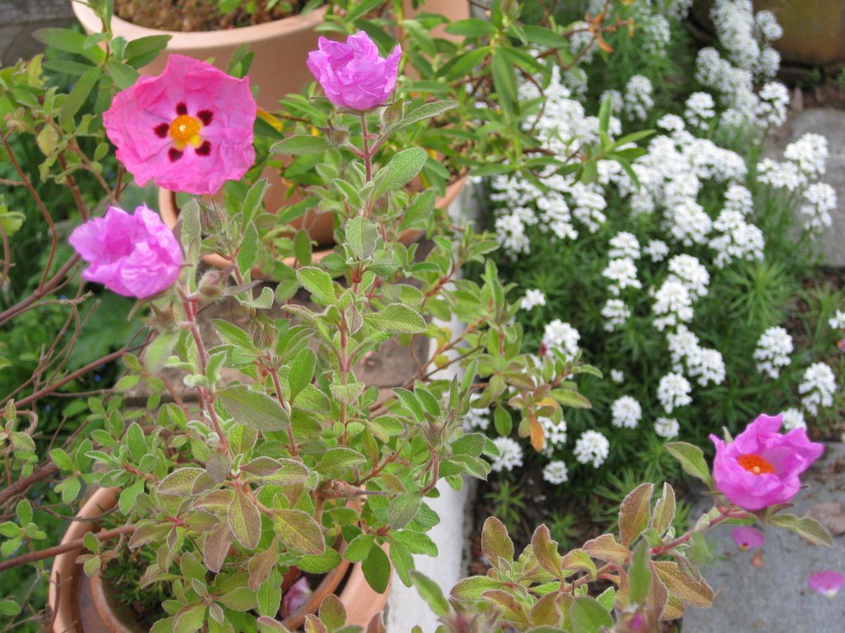 Ferienwohnungen Miramar