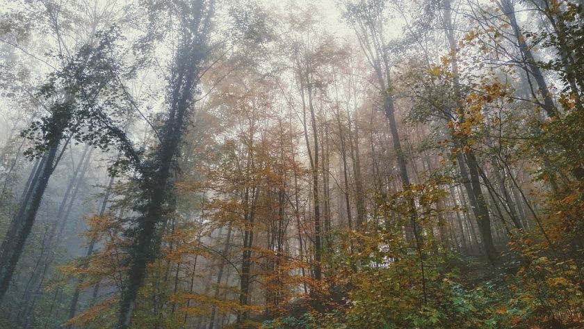 Knüllwald