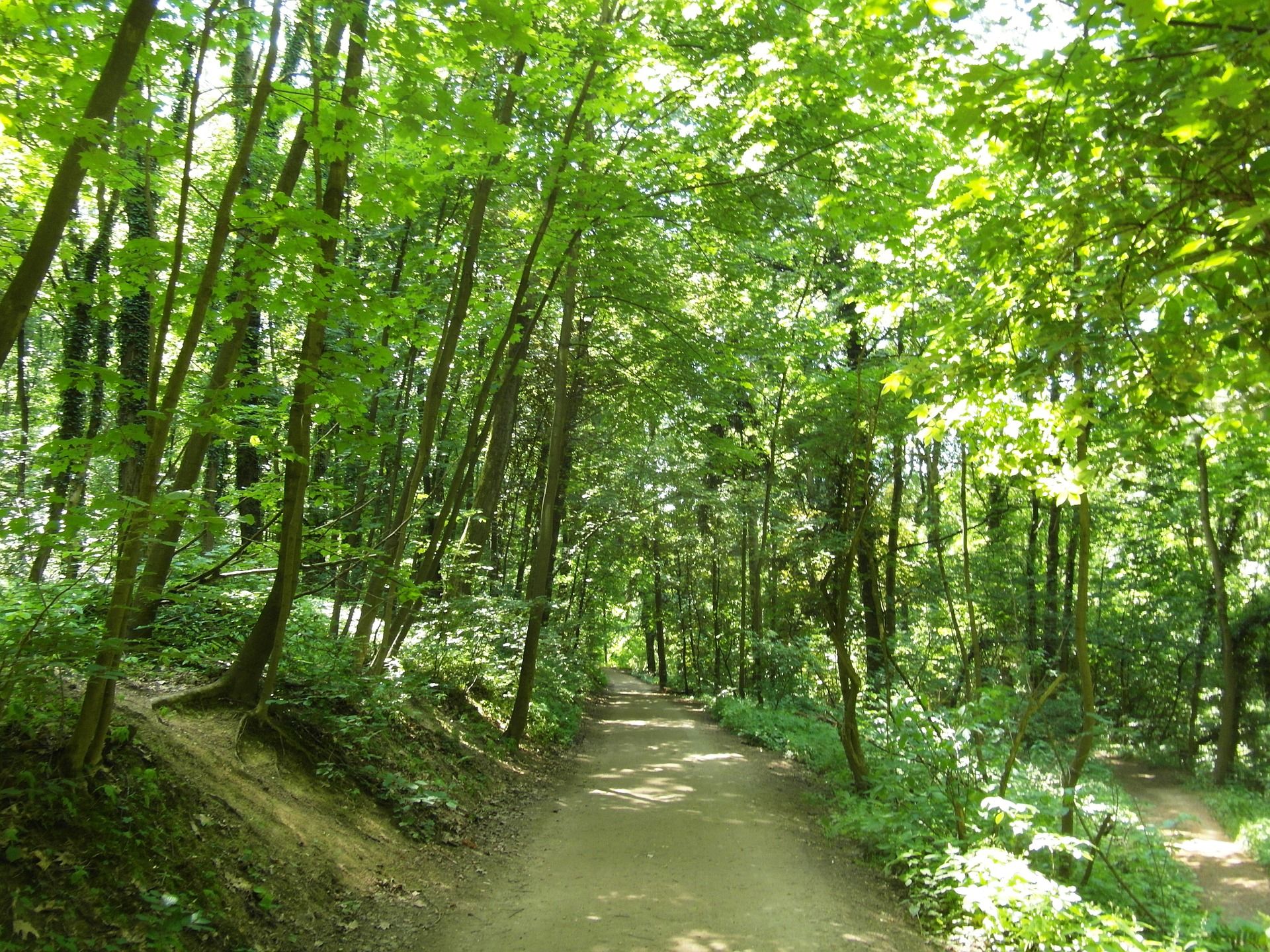 odenwald-377164_1920.jpg