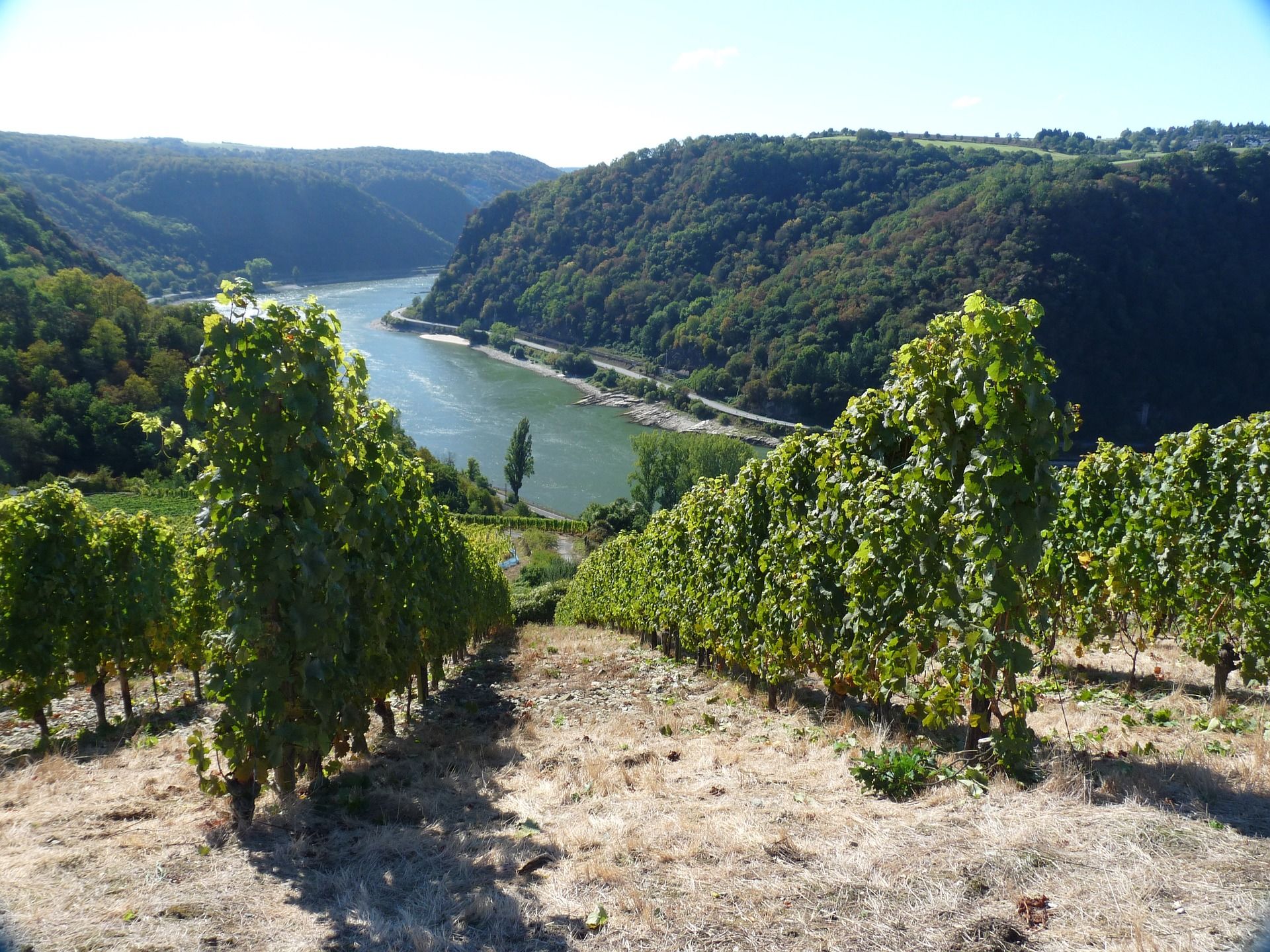 Der Rheingau Wein Und Rhein