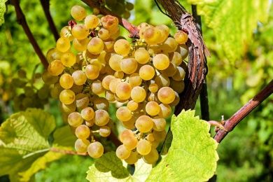 Wein- und Heimatfest in Reil