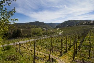 Weinberge im Ahrtal