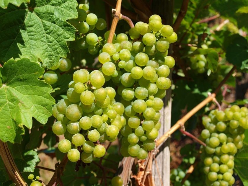Weinfest im Herbst