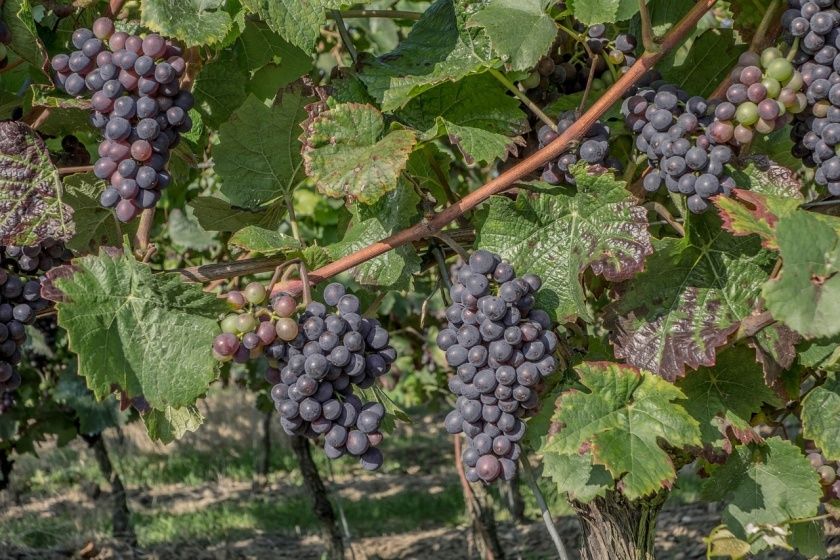 Kirrweiler Weinzehnt Kirrweiler Weinzehnt