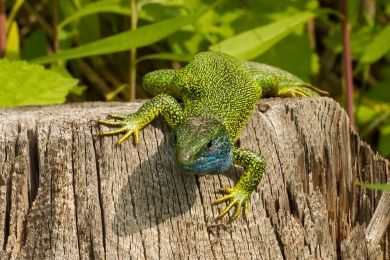 emerald-lizard-4843980_1280.jpg