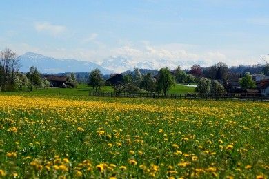 spring-meadow-323222_1280.jpg