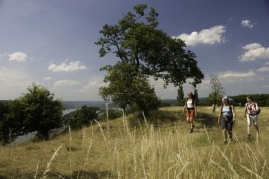 Rheinsteig (Burgen, Schlösser erleben - wandern am Rhein)