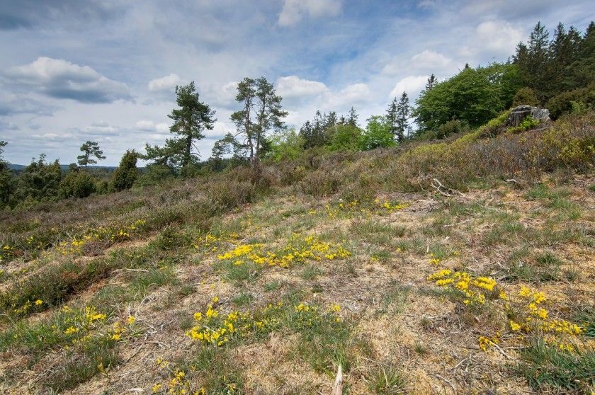 Bergheidenweg Bergheidenweg