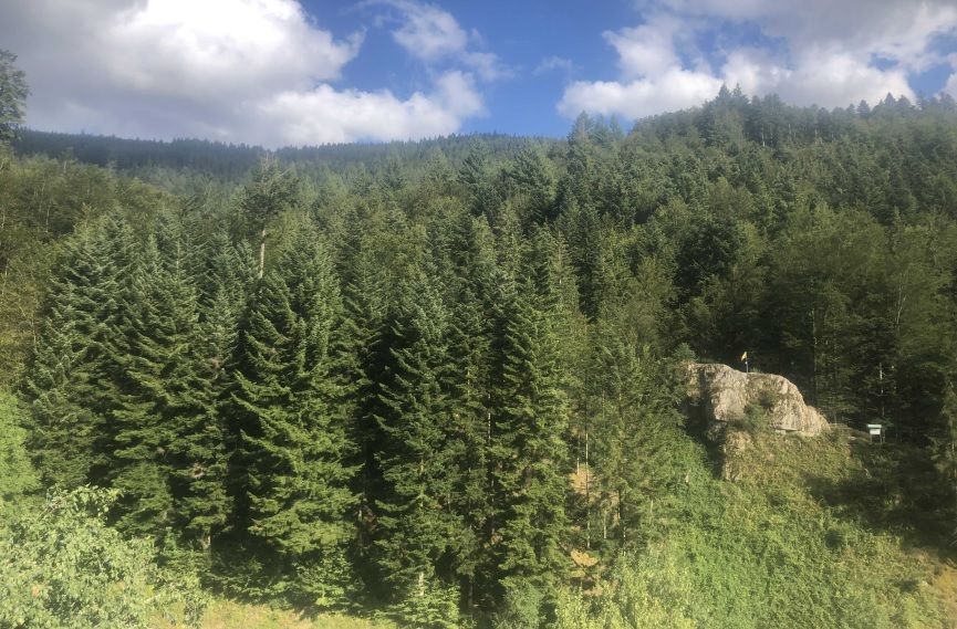 Wiesensteig in Bad Peterstal-Griesbach